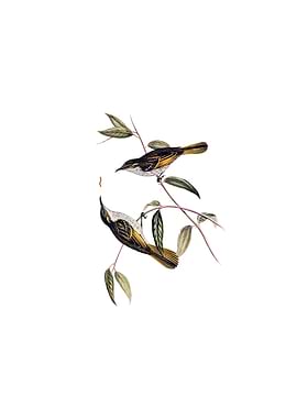 Cockerells Honeyeater Bird