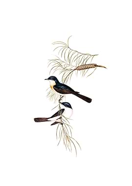 Restless Flycatcher Bird