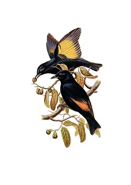 Rawnsleys Bowerbird Bird