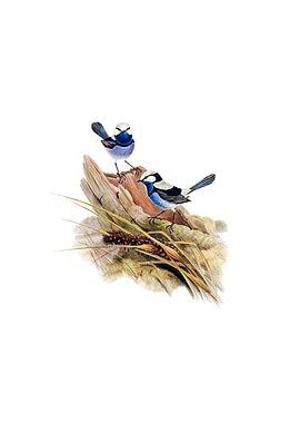 Turquoisine Superb Warbler