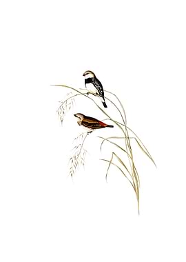 Spotted Sided Finch Bird