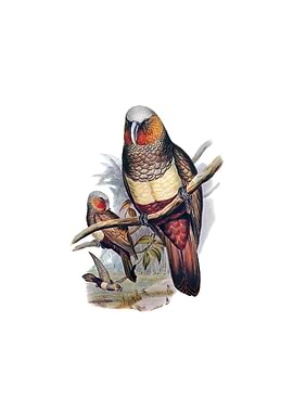 Prince Of Essling Parrot