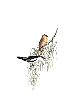 Vintage White Cuckooshrike