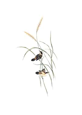 Square Tailed Warbler Bird