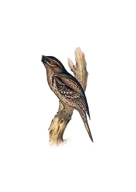 Tawny Shouldered Frogmouth