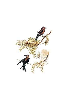 Vintage Wood Swallow Bird