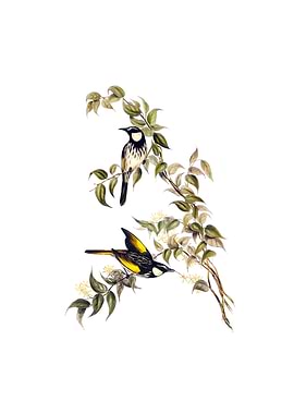 White Cheeked Honeyeater