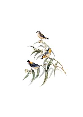 Yellow Spotted Pardalote