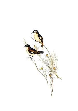 White Eyebrowed Robin Bird