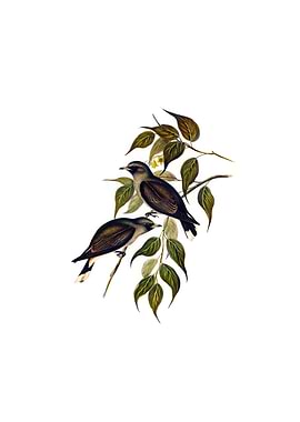 White Vented Wood Swallow