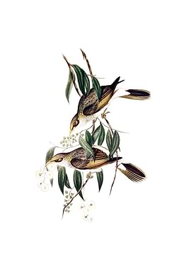 Luteous Honeyeater Bird