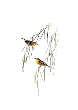 Yellow Zosterops Bird