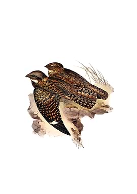 Spotted Nightjar Bird