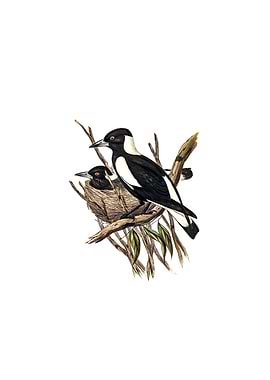 Piping Crow Shrike Bird