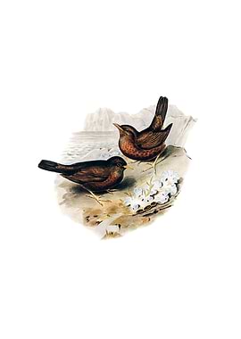 Vinous Tinted Blackbird