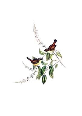 White Brow Scrubwren Bird