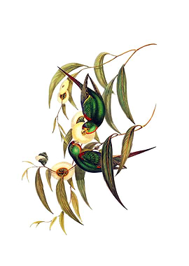 Swift Lorikeet Parrot Bird