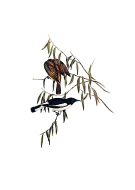 Pied Honeyeater Bird