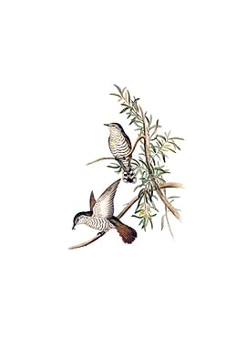 Vintage Little Cuckoo Bird