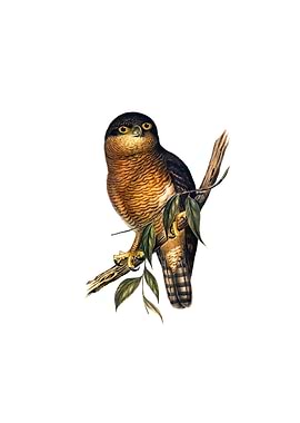 Rufous Owl Boobook Bird