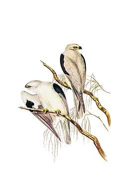 Square Tailed Kite Bird