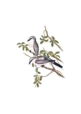 White Bellied Graucalus