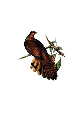 Pheasant Tail Pigeon Bird