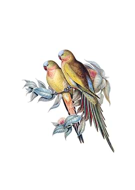 Princess Parakeet Parrot