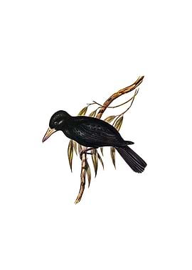 Quoys Crow Shrike Bird