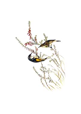 Tasmanian Honeyeater Bird