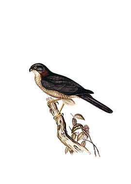 West Australian Goshawk