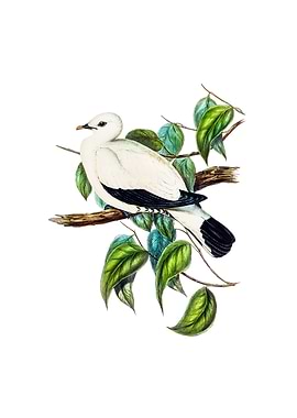 Torres Strait Fruit Pigeon