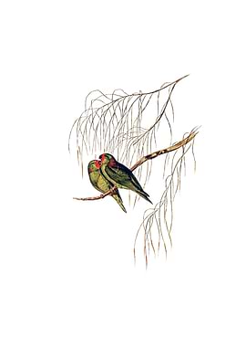 Little Lorikeet Bird