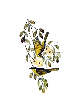 Varied Honeyeater Bird