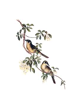 Singing Honeyeater Bird