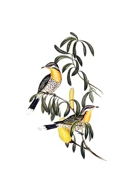 Spiny Cheeked Honeyeater