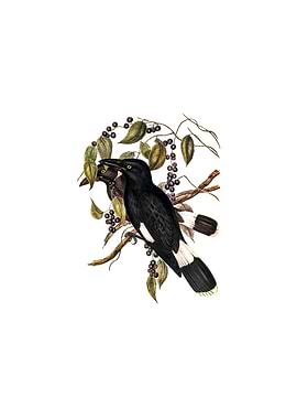 Great Crow Shrike Bird