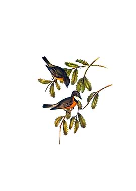 Rufous Whistler Bird