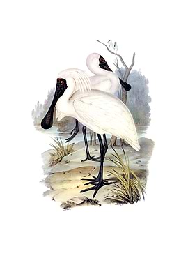 Royal Spoonbill Bird
