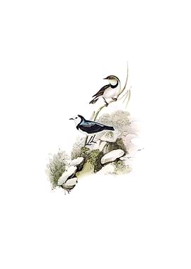 White Chat Honeyeater