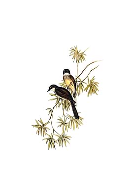 Northern Fantail Bird