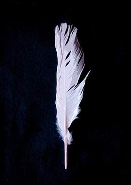 The soft alone feather