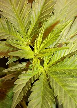 Cannabis indica background