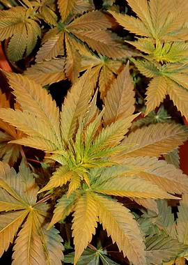 Cannabis indica background