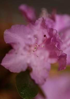 Rhododendron flower macro