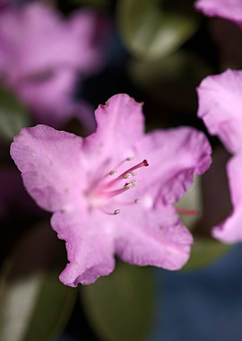Rhododendron background