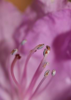 Rhododendron flower macro