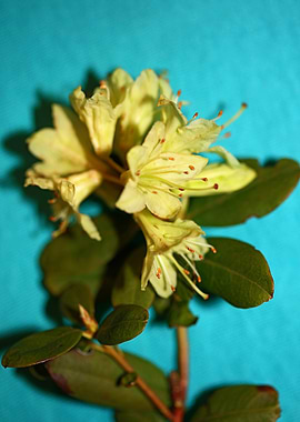 Rhododendron background