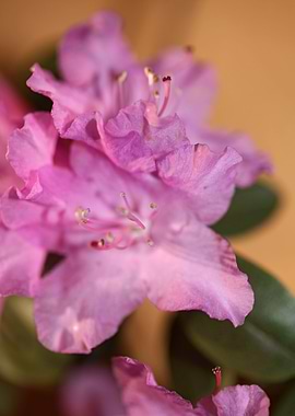 Rhododendron background