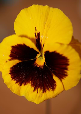 Pansy flower violaceae